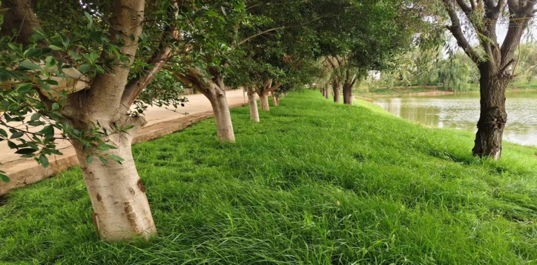 马街哨道路绿化.png 马街哨道路绿化.png