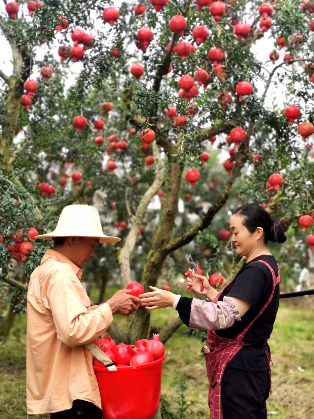 高天夫妻俩在采摘六月红石榴 张艳娥摄.jpg 高天夫妻俩在采摘六月红石榴 张艳娥摄.jpg